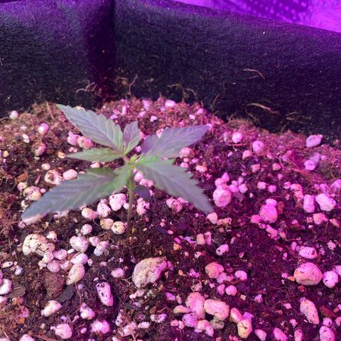 Roxinha  growlog timeline photo