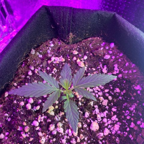 Roxinha  growlog timeline photo