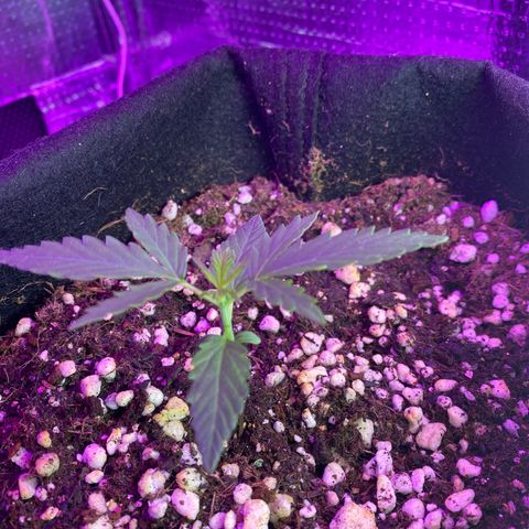 Roxinha  growlog timeline photo