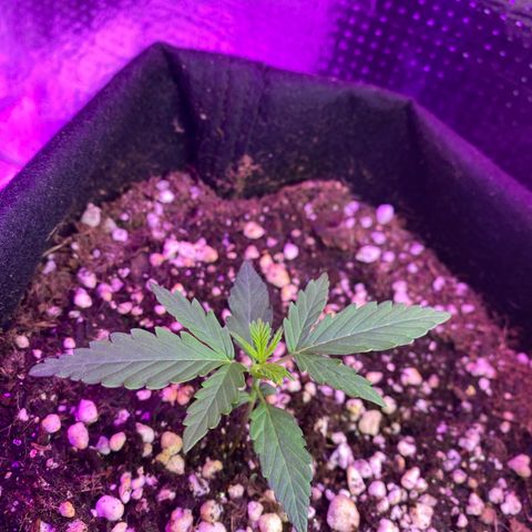 Roxinha  growlog timeline photo