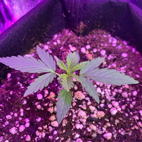 Roxinha  growlog timeline photo