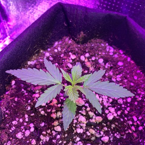 Roxinha  growlog timeline photo