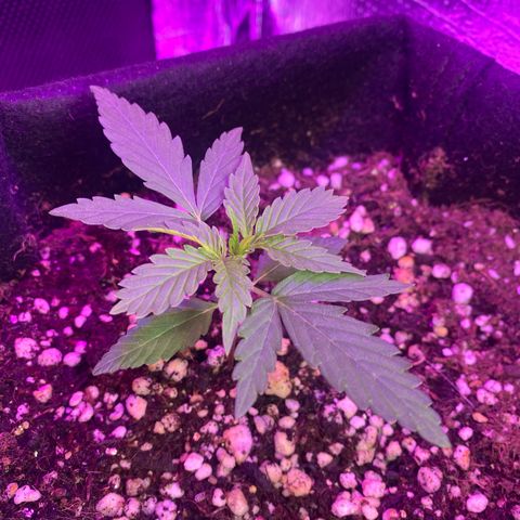 Roxinha  growlog timeline photo