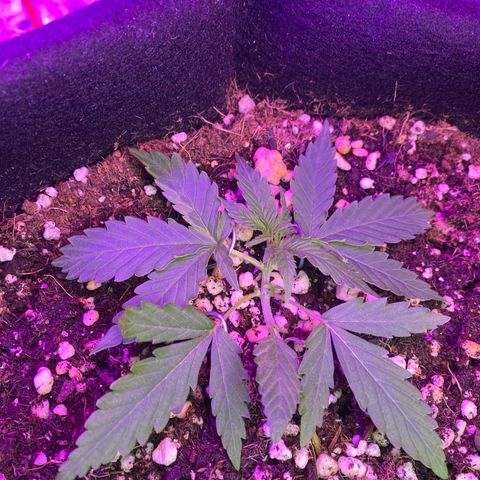 Roxinha  growlog timeline photo