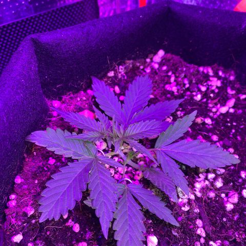 Roxinha  growlog timeline photo