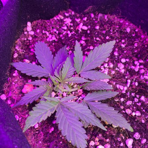 Roxinha  growlog timeline photo
