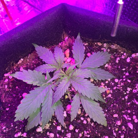 Roxinha  growlog timeline photo