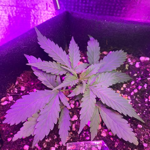 Roxinha  growlog timeline photo