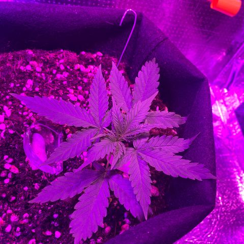 Roxinha  growlog timeline photo