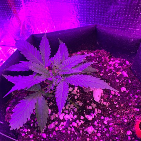 Roxinha  growlog timeline photo