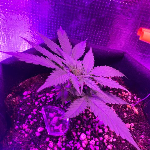 Roxinha  growlog timeline photo