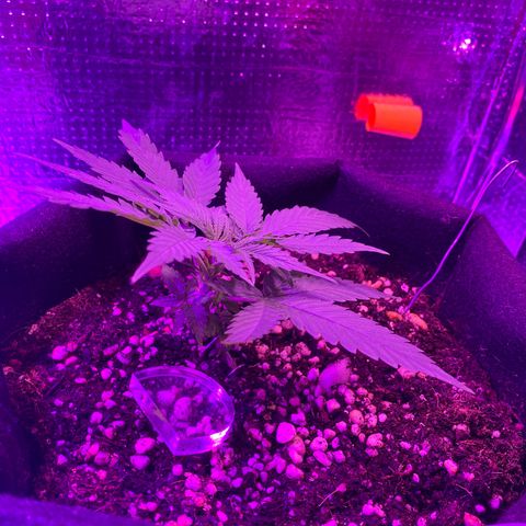 Roxinha  growlog timeline photo