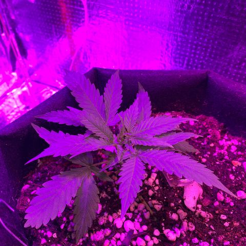 Roxinha  growlog timeline photo