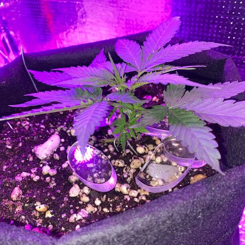 Roxinha  growlog timeline photo