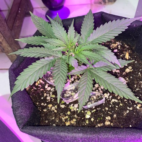 Roxinha  growlog timeline photo
