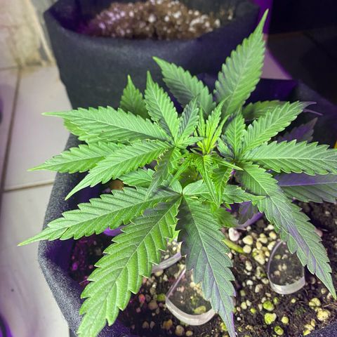 Roxinha  growlog timeline photo