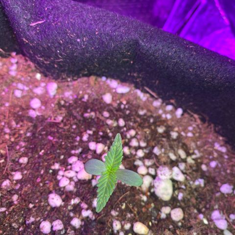 Foto 3 do growlog de Orange Sherbert
