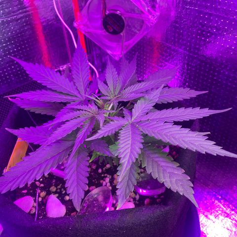Roxinha  growlog timeline photo