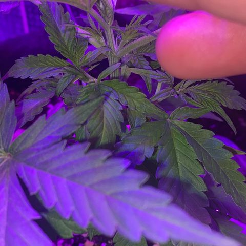 Roxinha  growlog photo: Aparecimento dos pistilos 