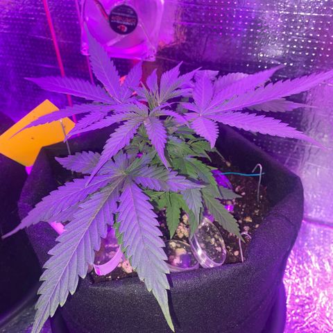 Roxinha  growlog photo: Aparecimento dos pistilos 