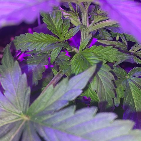 Roxinha  growlog photo: Aparecimento dos pistilos 