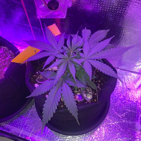 Roxinha  growlog photo: Aparecimento dos pistilos 