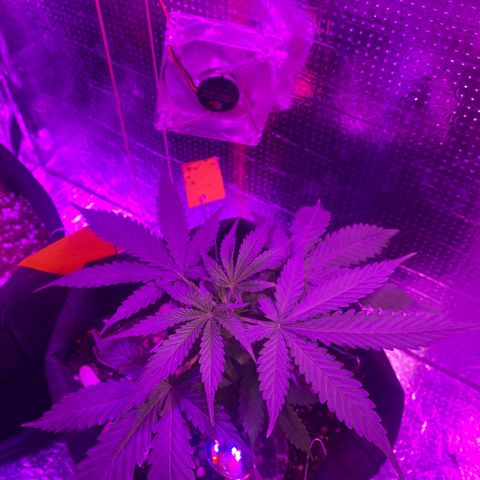 Roxinha  growlog photo: Aparecimento dos pistilos 