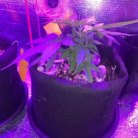 Roxinha  growlog timeline photo