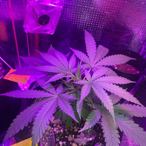 Roxinha  growlog timeline photo