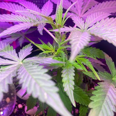 Roxinha  growlog timeline photo