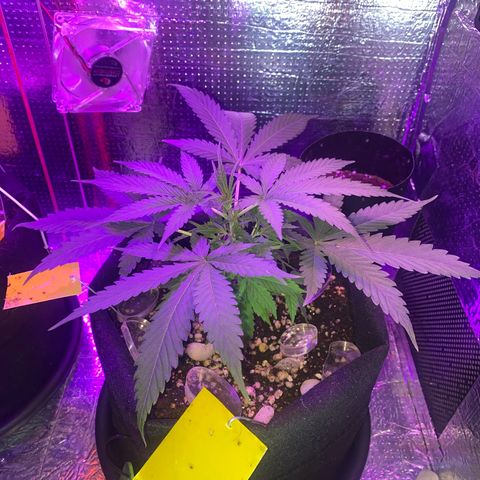 Roxinha  growlog timeline photo