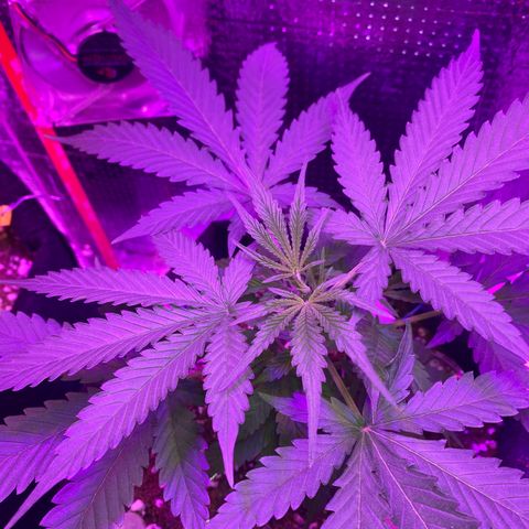 Roxinha  growlog timeline photo