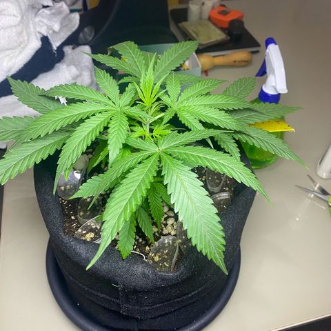 Roxinha  growlog timeline photo