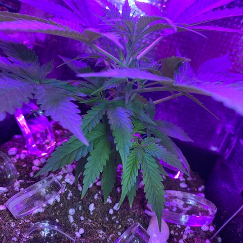 Roxinha  growlog timeline photo