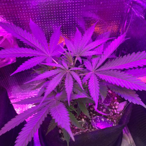 Roxinha  growlog timeline photo