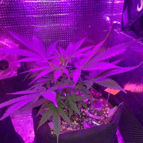 Roxinha  growlog timeline photo