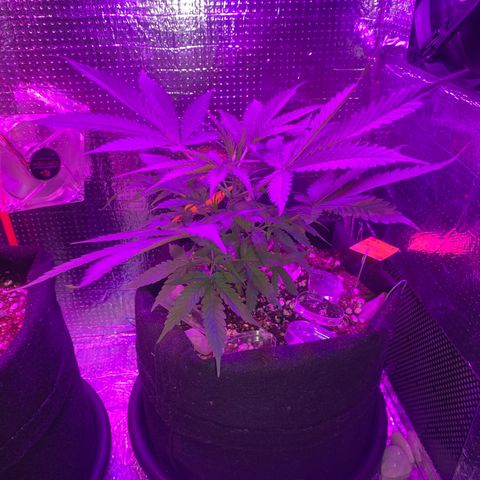Roxinha  growlog timeline photo