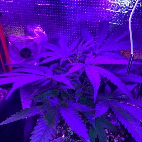 Roxinha  growlog timeline photo