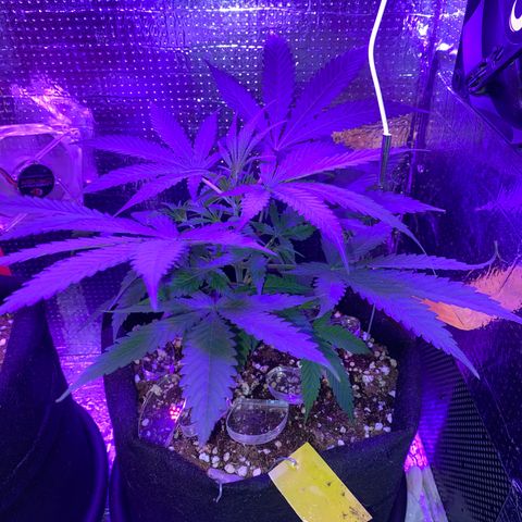 Roxinha  growlog timeline photo