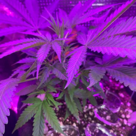 Roxinha  growlog timeline photo