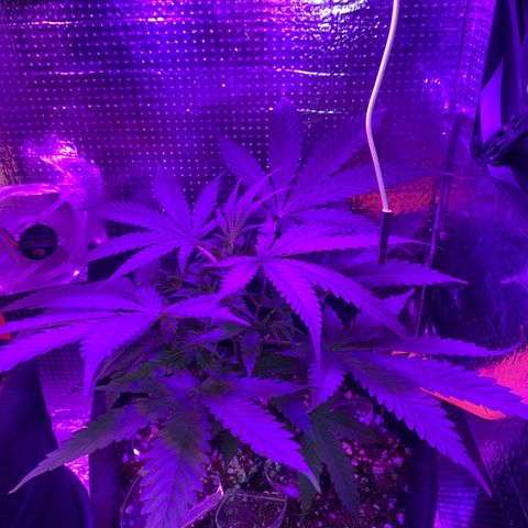 Roxinha  growlog timeline photo
