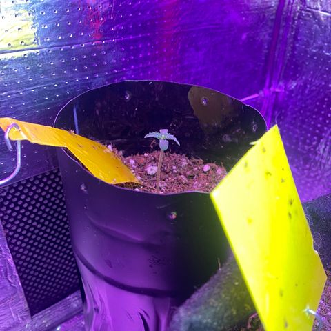 Mimosa Cake Auto growlog timeline photo