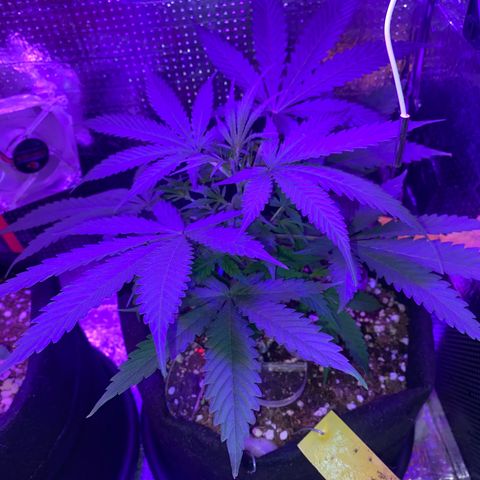 Roxinha  growlog timeline photo