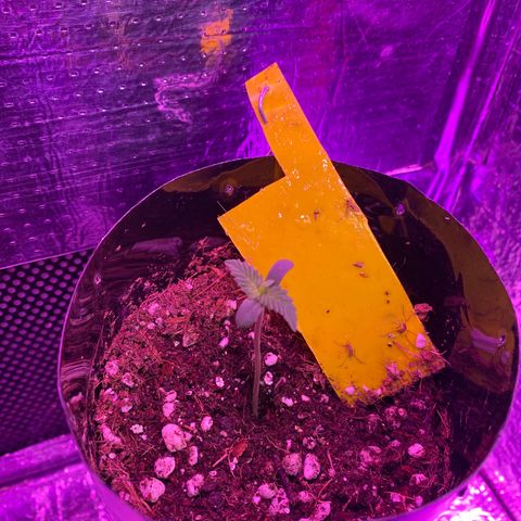 Mimosa Cake Auto growlog timeline photo