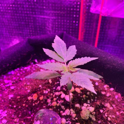 Orange Sherbert growlog timeline photo