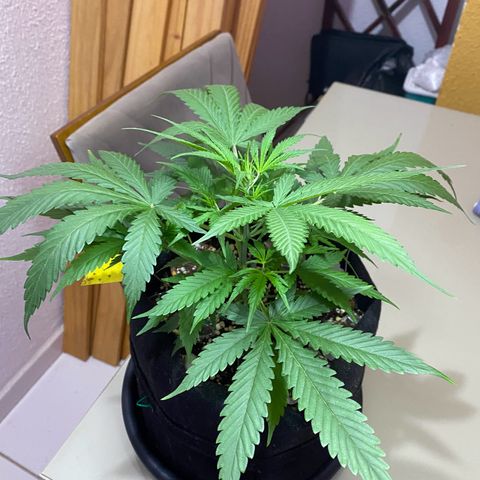 Roxinha  growlog timeline photo
