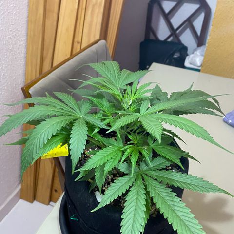 Roxinha  growlog timeline photo