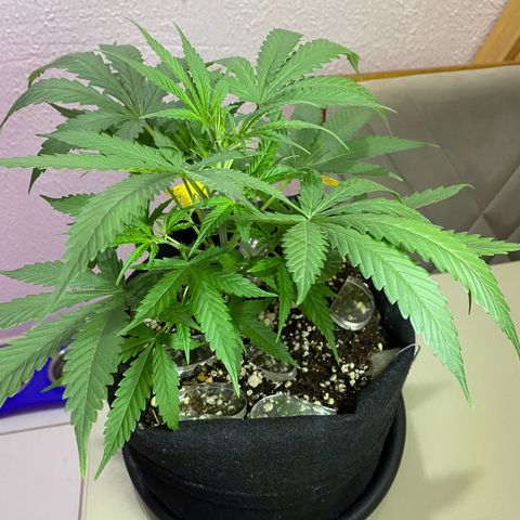 Roxinha  growlog timeline photo