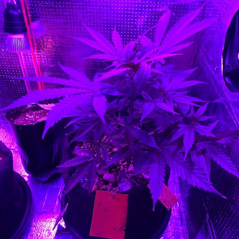 Roxinha  growlog timeline photo