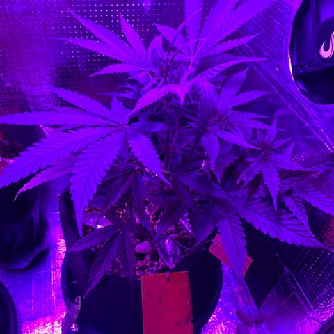 Roxinha  growlog timeline photo